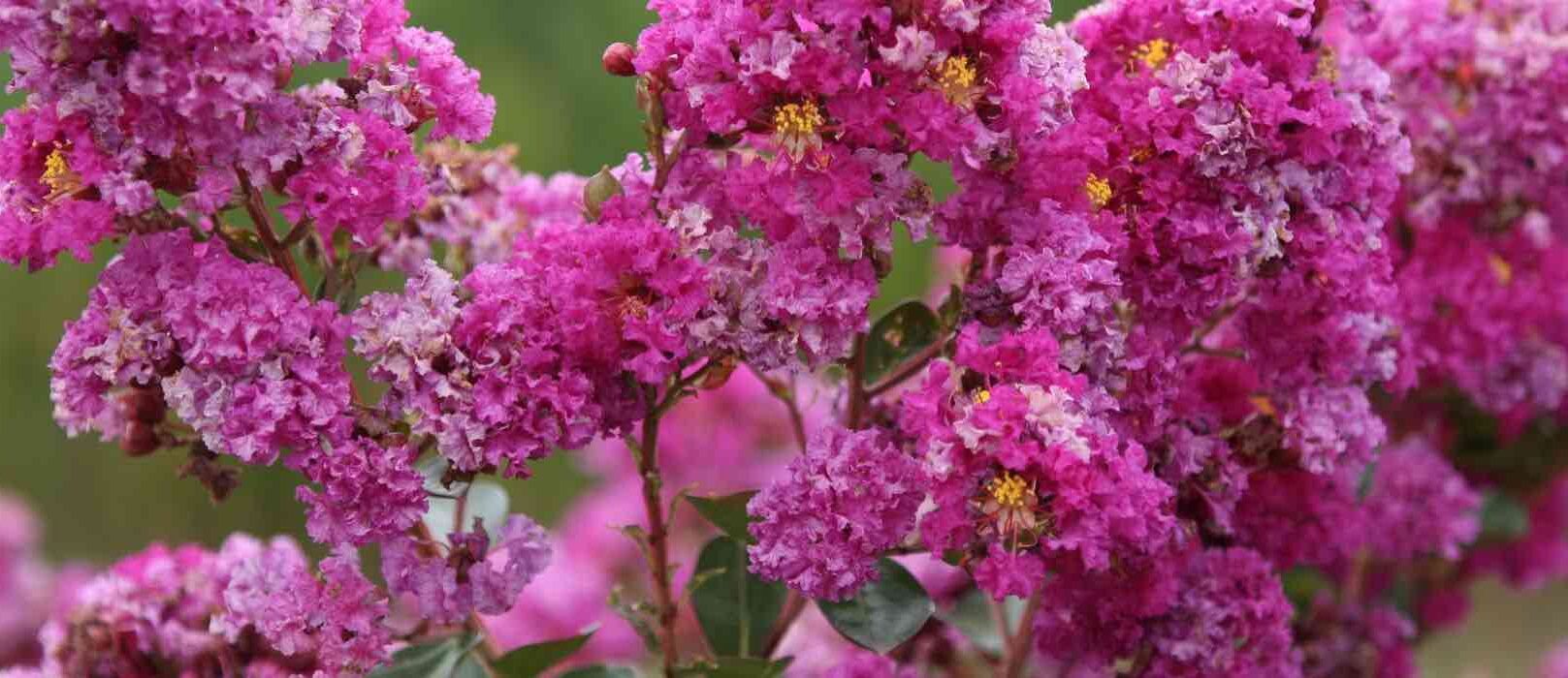 Maladies Du Lilas Des Indes
