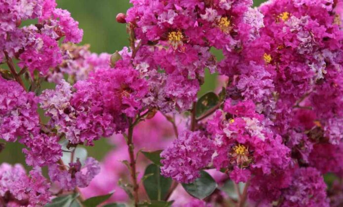 Lilas Des Indes Maladies