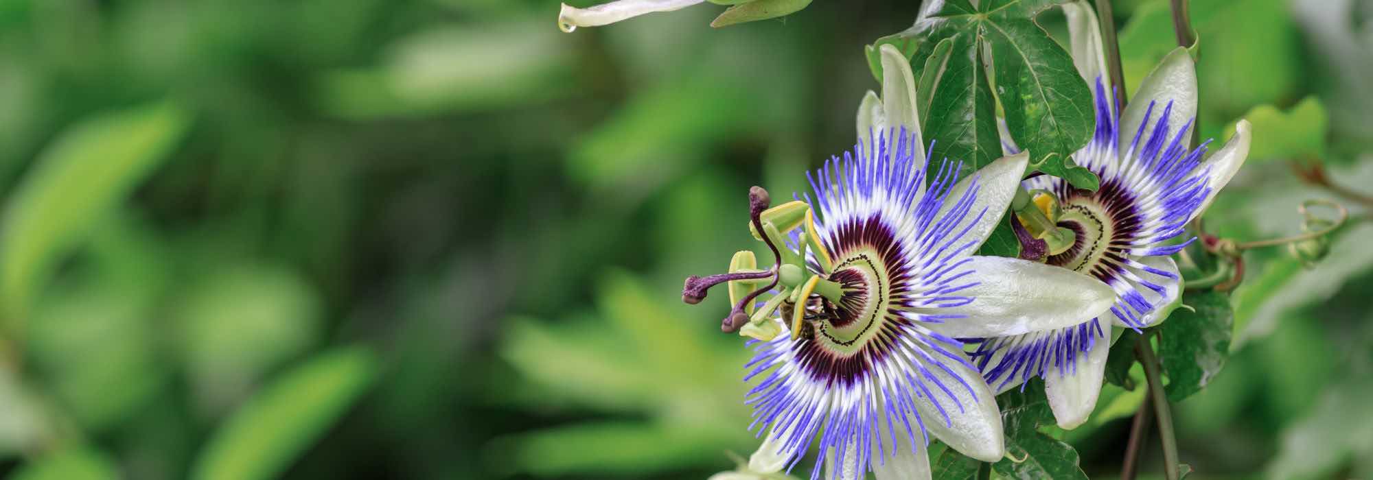 Quel est le meilleur endroit pour planter une passiflore ?