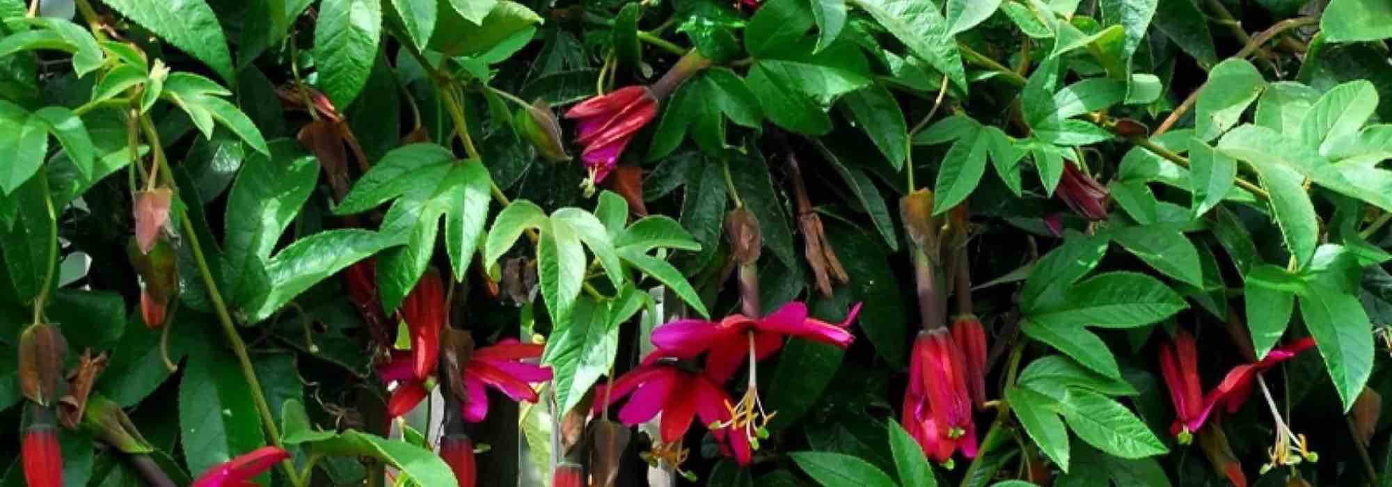 7 passiflores à fleurs roses pour embellir le jardin