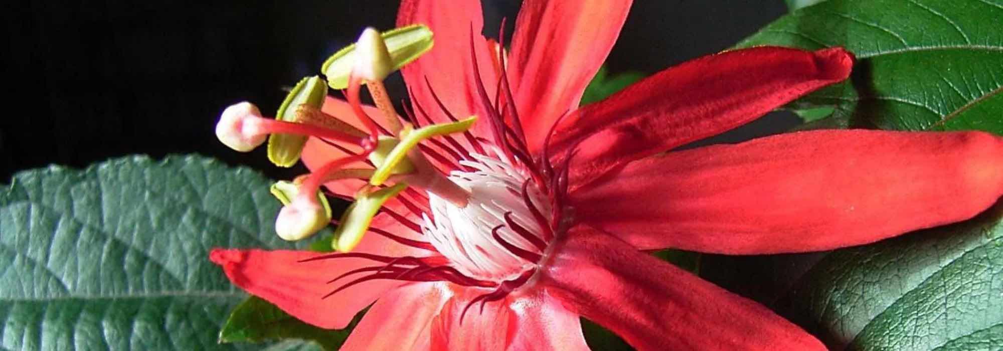 Les plus belles passiflores à fleurs rouges