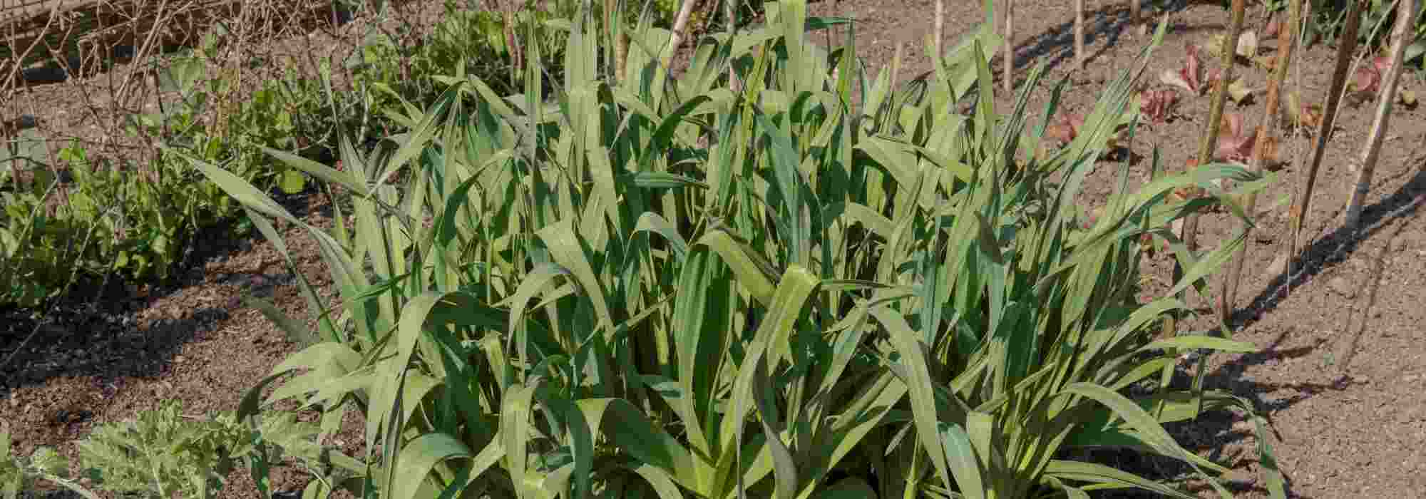 Poireau perpétuel : réussir sa plantation et sa culture