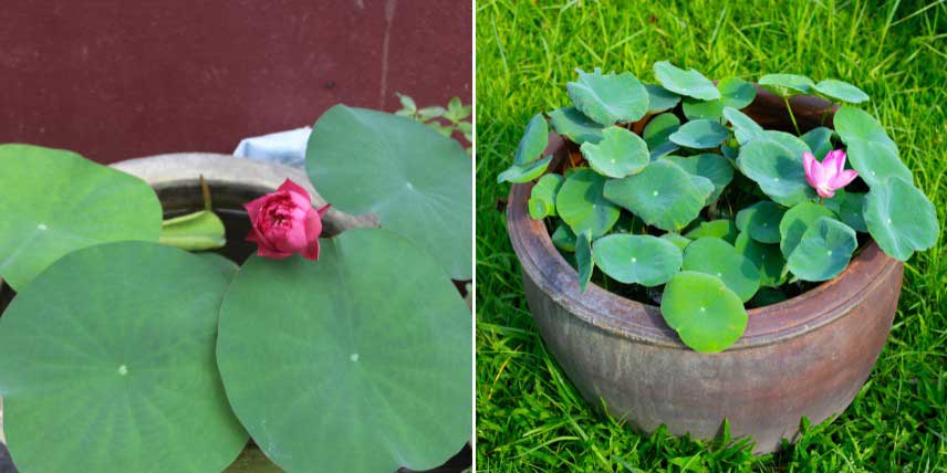Lotus nain