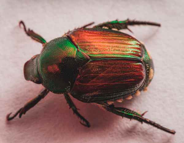 Le Scarabée japonais - Popillia japonica : une nouvelle menace invasive ?