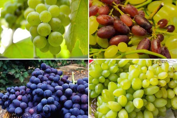 Vignes : nos nouveautés 2024