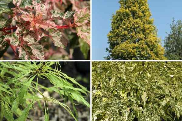 Nos nouveautés arbres, Automne 2024