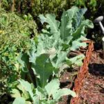 Potager en région Est : quels légumes cultiver ?