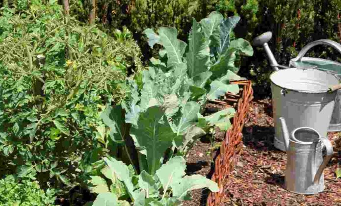 Quels légumes cultiver dans l'est de la France