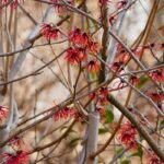 4 Hamamélis à fleurs rouges pour un jardin flamboyant en hiver