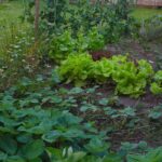  Potager dans le Nord : quels légumes cultiver ?