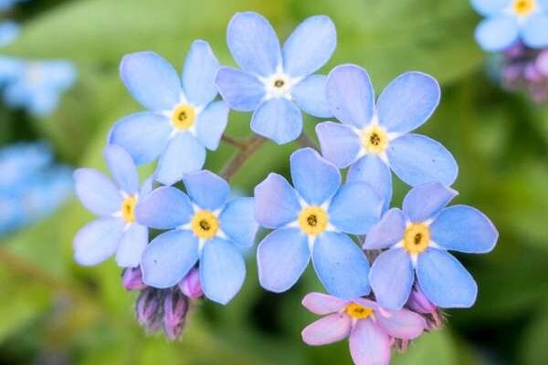 Comment semer des myosotis ?