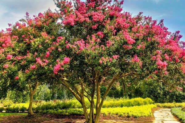 Comment tailler un Lilas des Indes ?