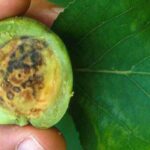 Le virus "Plum pox" ou sharka : une maladie dévastatrice chez les arbres fruitiers à noyau