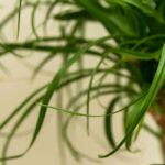 Comment cultiver le Beaucarnea ou Pied d'éléphant ?