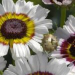 Chrysanthème des fleuristes, chrysanthème des jardins : quelle différence ?