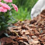 Comment utiliser les copeaux de bois comme paillage ?