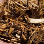 Paillage : comment protéger les jeunes plantations au jardin ?