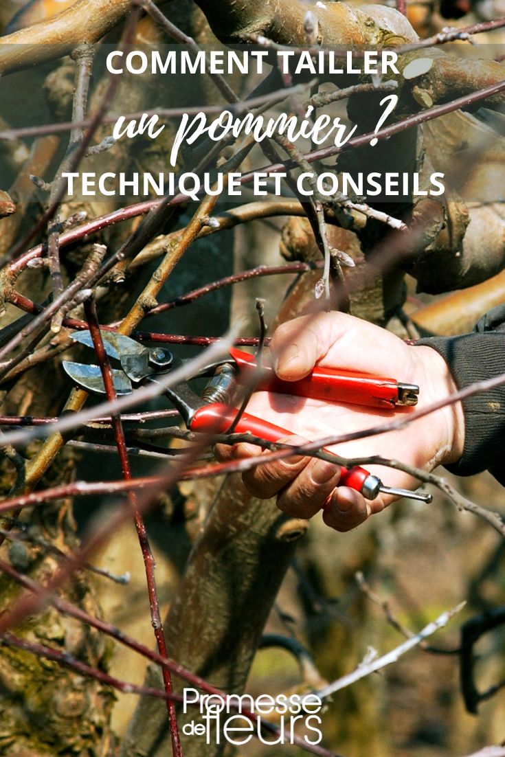 taille du pommier