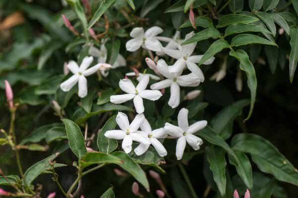 Comment tailler le jasmin ?