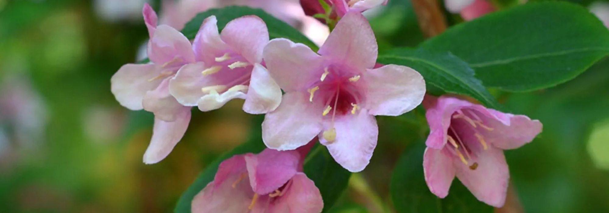 Top 7 des Abélias à fleurs roses pour égayer votre jardin