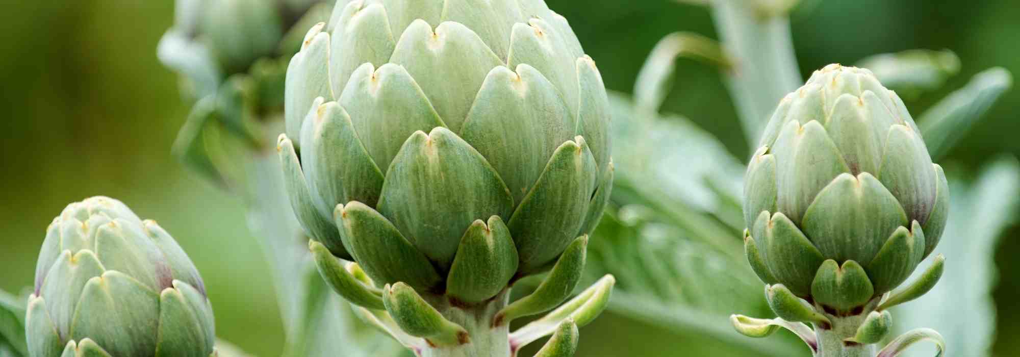 Maladies et parasites de l'artichaut : identification et traitements