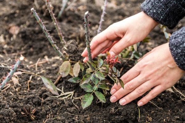 Comment planter un rosier grimpant ?
