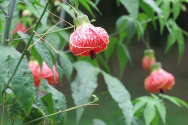 Comment tailler un abutilon ?