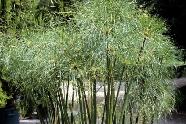Comment diviser un papyrus ou Cyperus ?