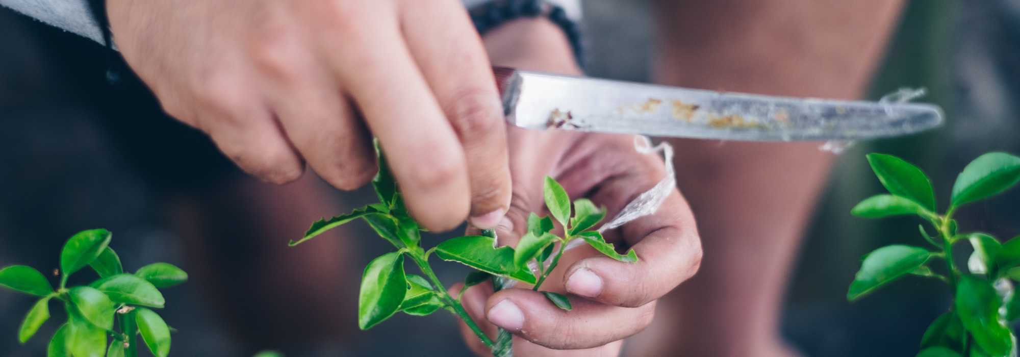 Quel porte-greffe choisir pour des agrumes sains et productifs ?
