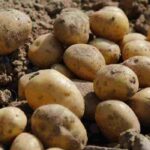 Pommes de terre de conservation : notre guide complet pour les choisir