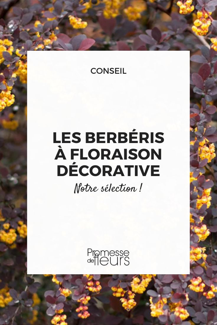 Berbéris à floraison décorative nos conseils pour choisir et planter cet arbuste coloré (1) Berberis ottawensis ‘Superba'