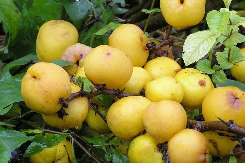 fruits de cognassier du japon