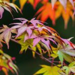 Questions fréquentes sur l'érable japonais : conseils et réponses