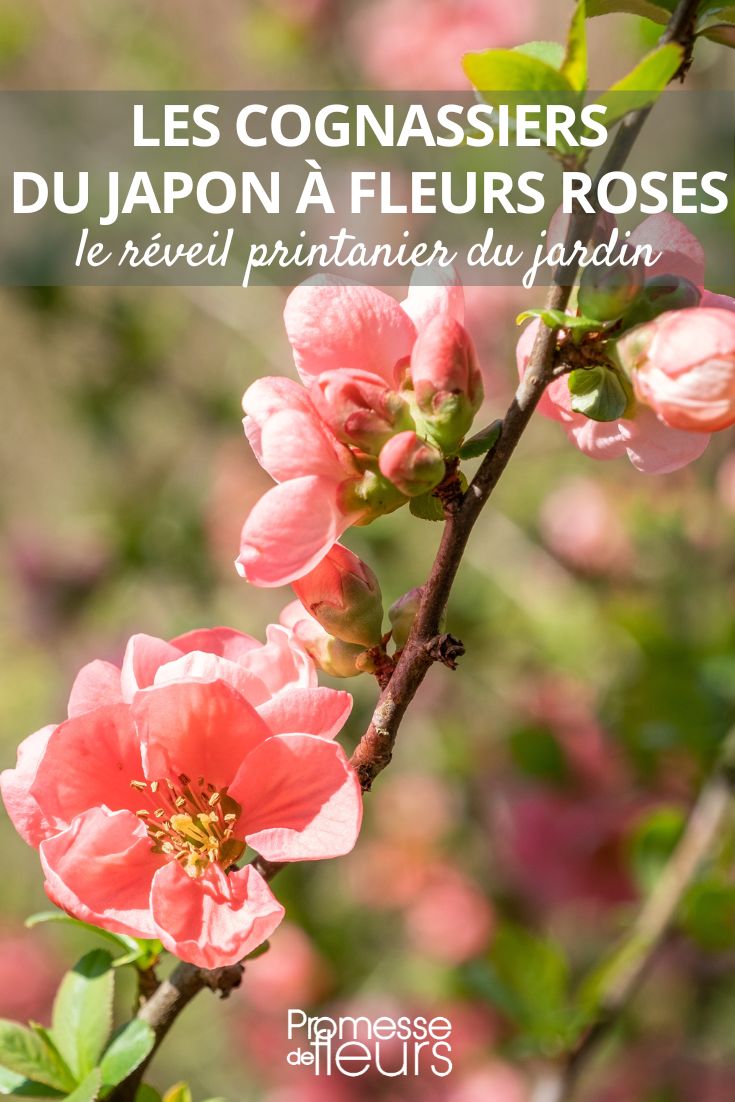 Les Cognassiers du Japon à fleurs roses le réveil printanier du jardin Chaenomeles superba 'Pink Lady'