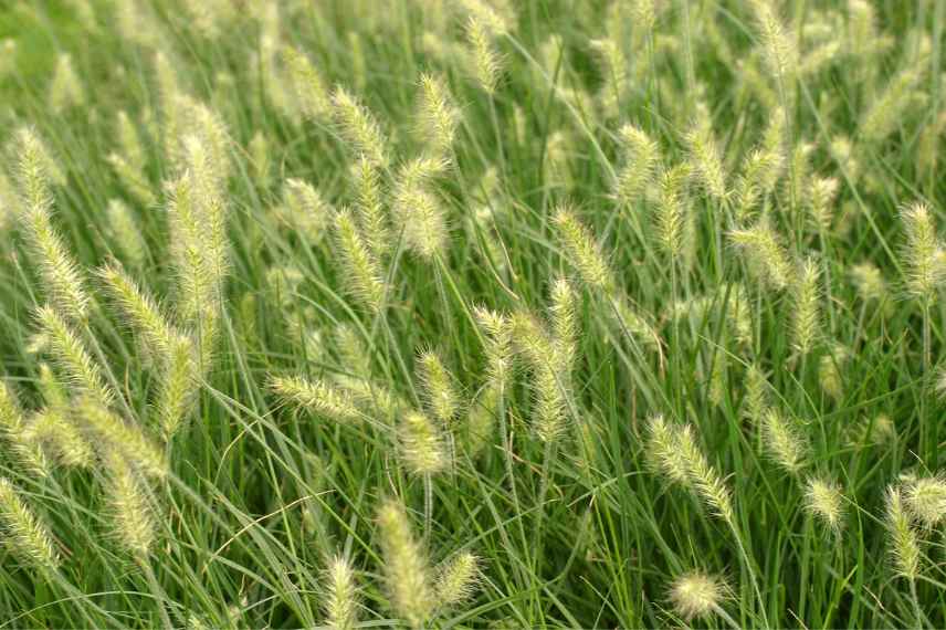 pennisetum bas