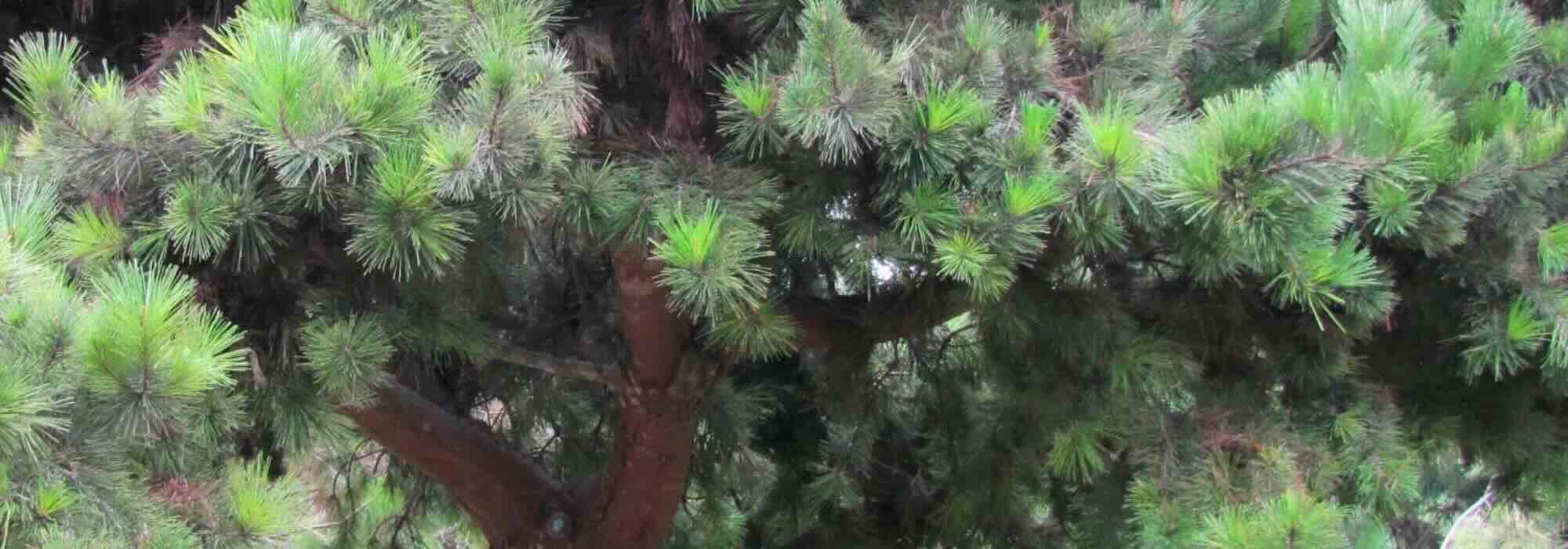 Conifères à feuillage vert : les meilleures variétés