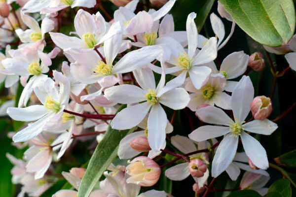Comment tailler les clématites à floraison hivernale ?