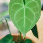 Comment entretenir un Anthurium d'intérieur au fil des saisons