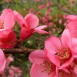 Les 9 meilleures variétés de cognassiers du Japon à cultiver en pot