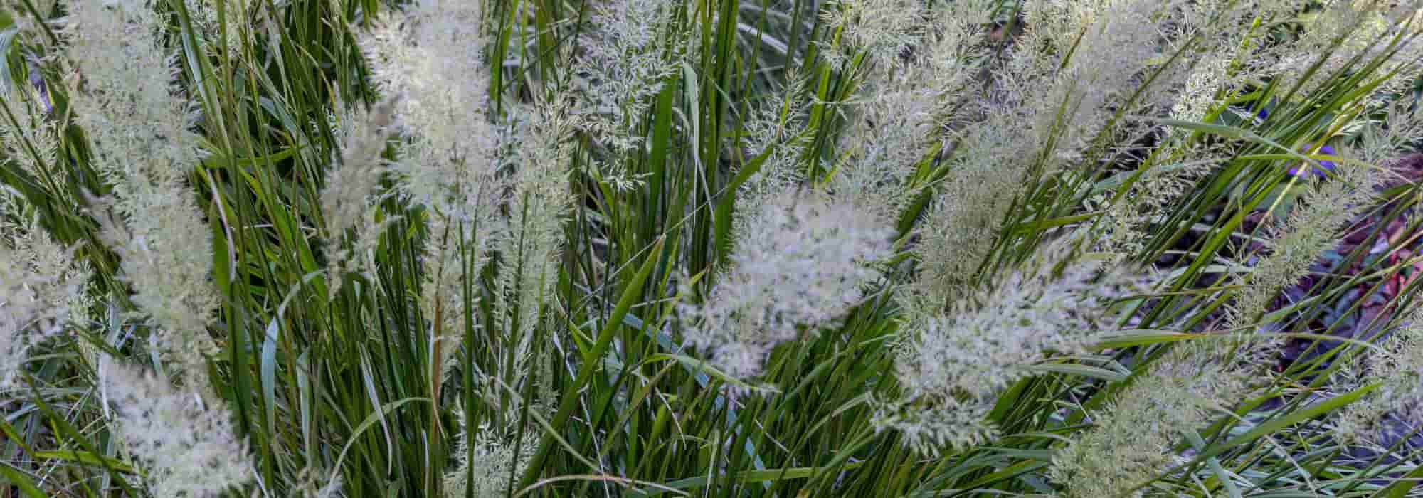Les graminées à faible entretien : des alliées pour un jardin sans contraintes