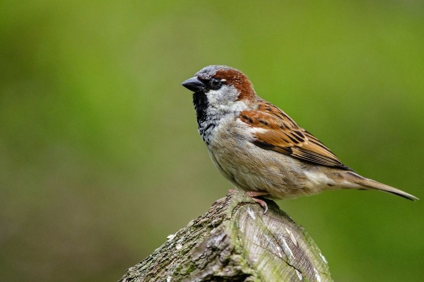 moineau domestique identification