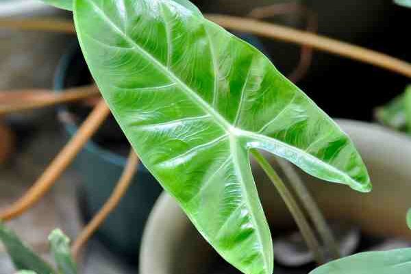 Comment multiplier facilement votre Alocasia ?