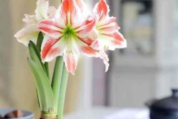 Comment rater magistralement la culture des amaryllis ?