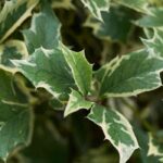 5 houx à feuillage panaché pour illuminer le jardin