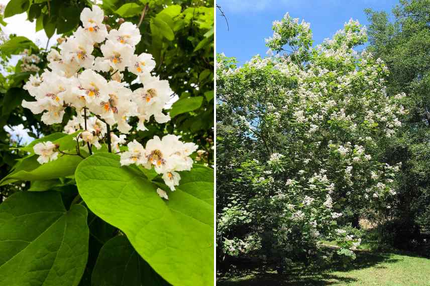 Catalpa Tree Shape Catalpa: the ideal shade tree for your garden