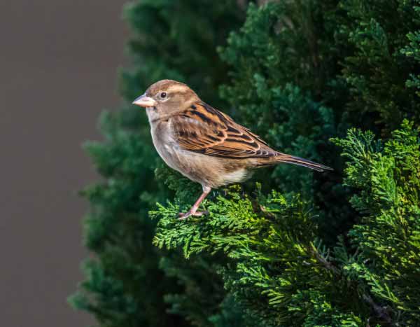 Comptage des oiseaux des jardins 2025 : participez les 25 et 26 janvier !