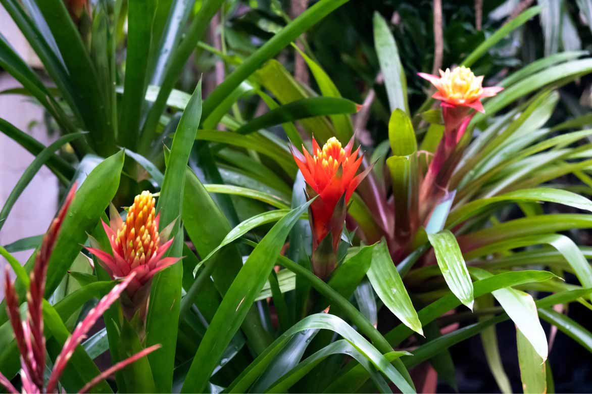 Guzmania lingulata kultivieren