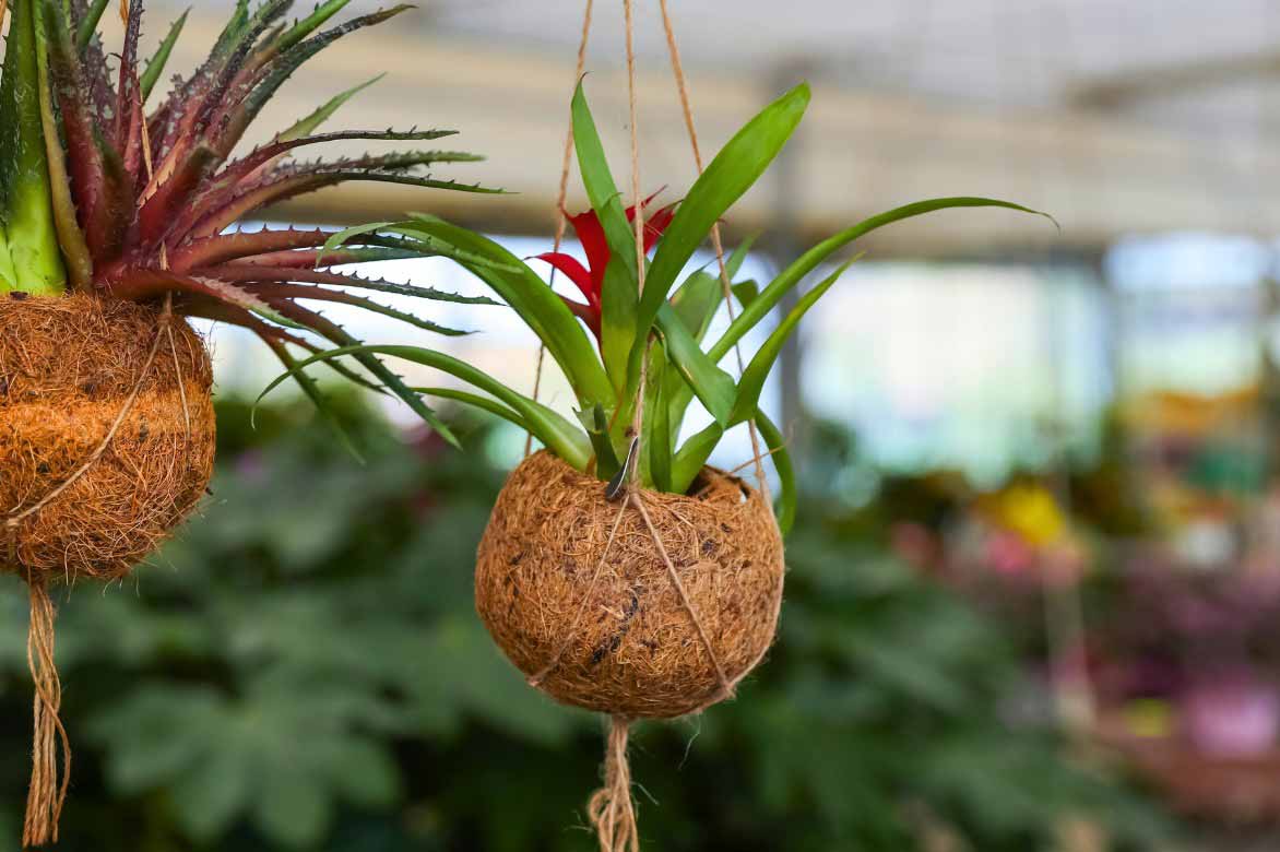Guzmania in Hängekultur