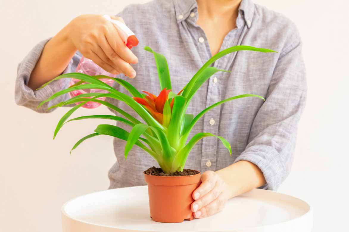 Guzmania pflegen - Blätter besprühen
