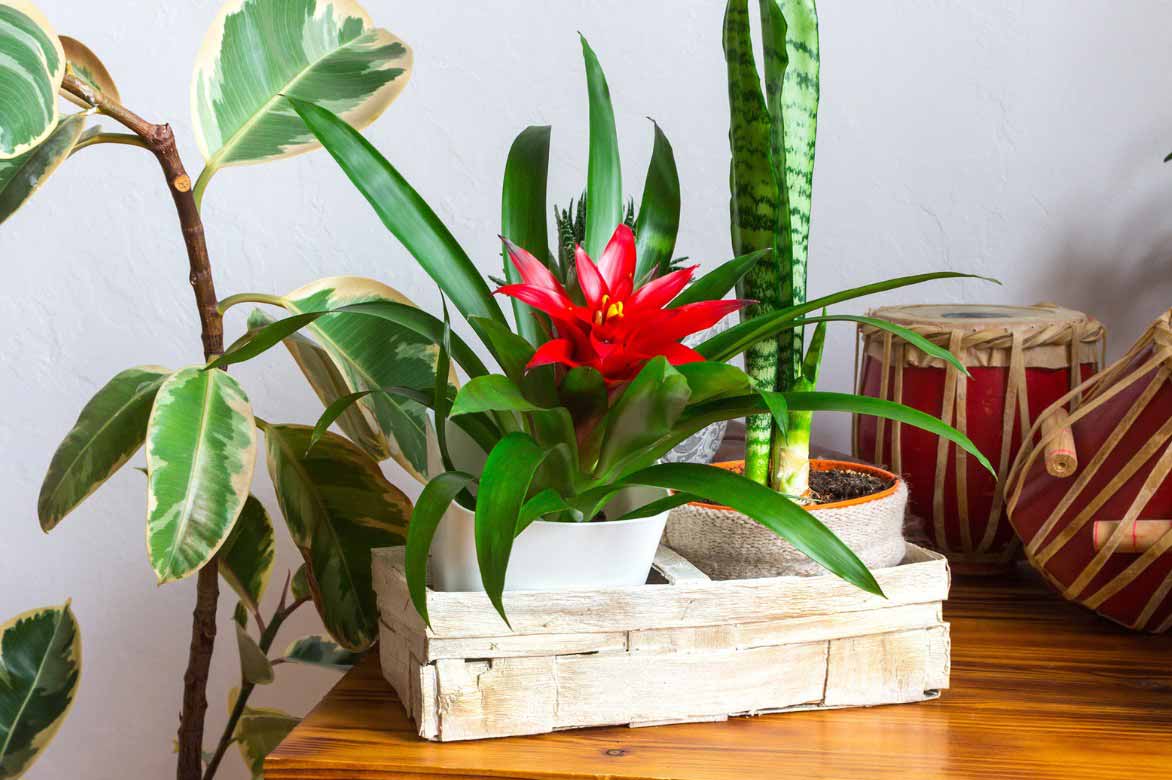 Wie man den Guzmania kultiviert, eine Zimmerpflanze mit exotischem Stil